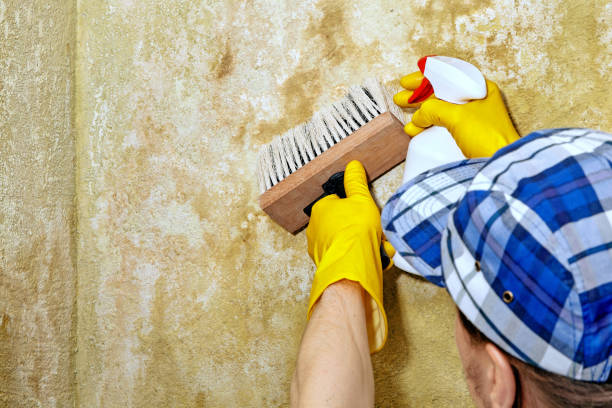 Best Black Mold Removal  in Jefferson, WI